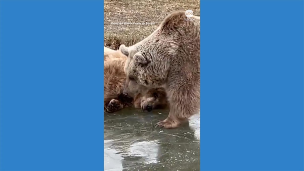 WATCH: Bears enjoy frozen pond at New York sanctuary