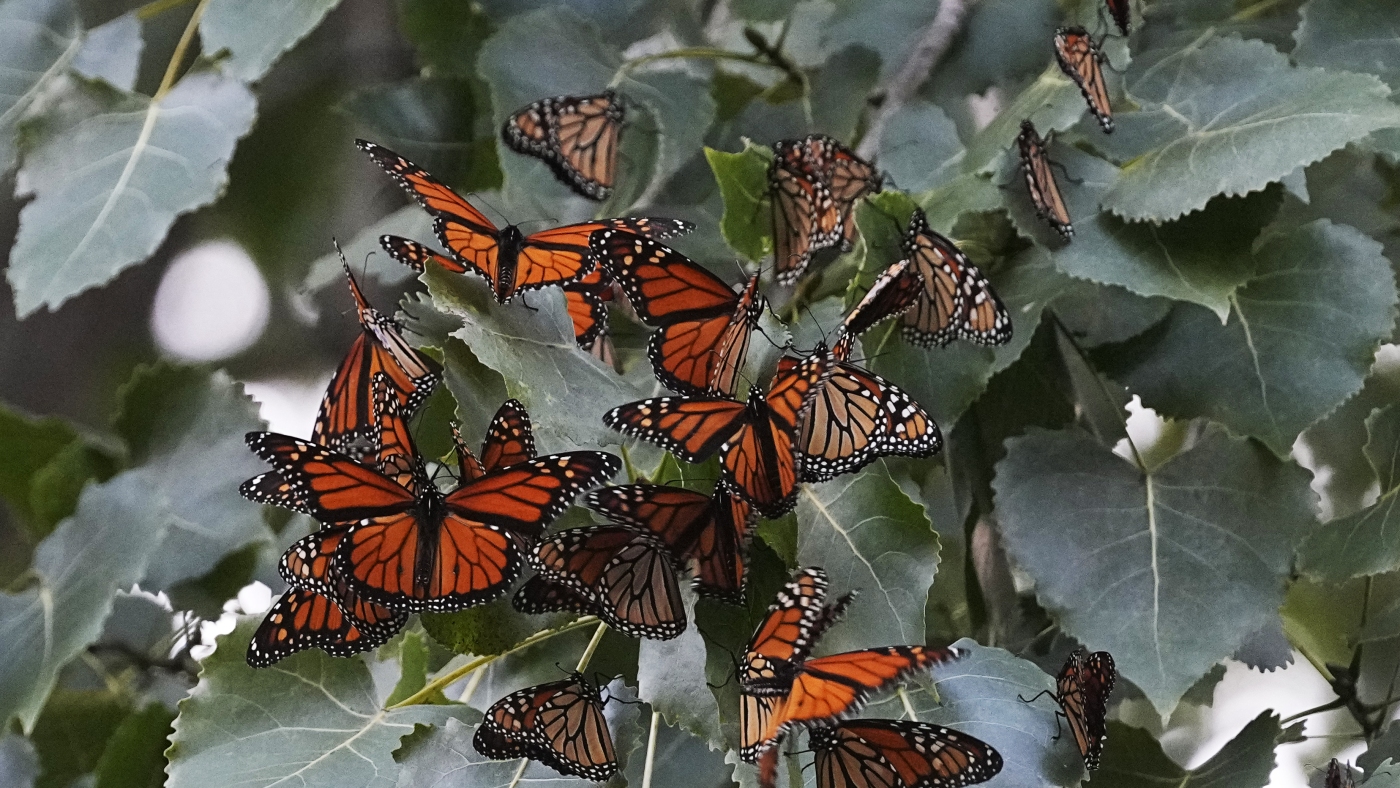 Monarch butterflies will get federal protections as a threatened species