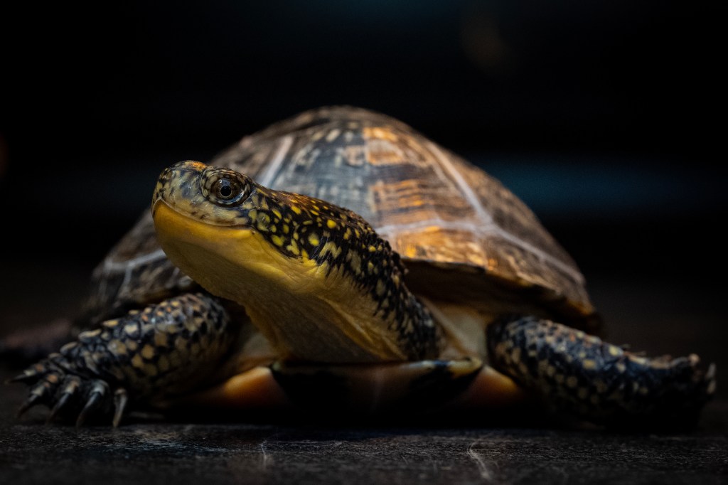 Illinois at the forefront of research into rare turtle fungus