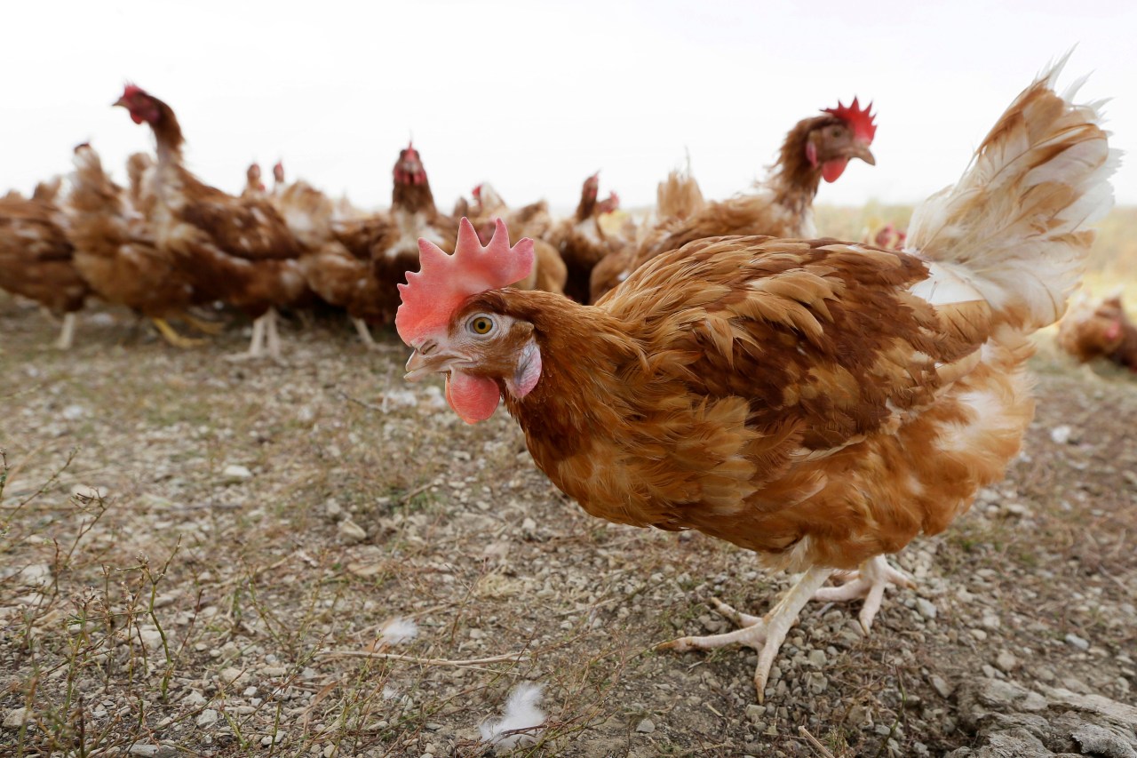 Bird flu detected in nearly 1M chickens in Darke County