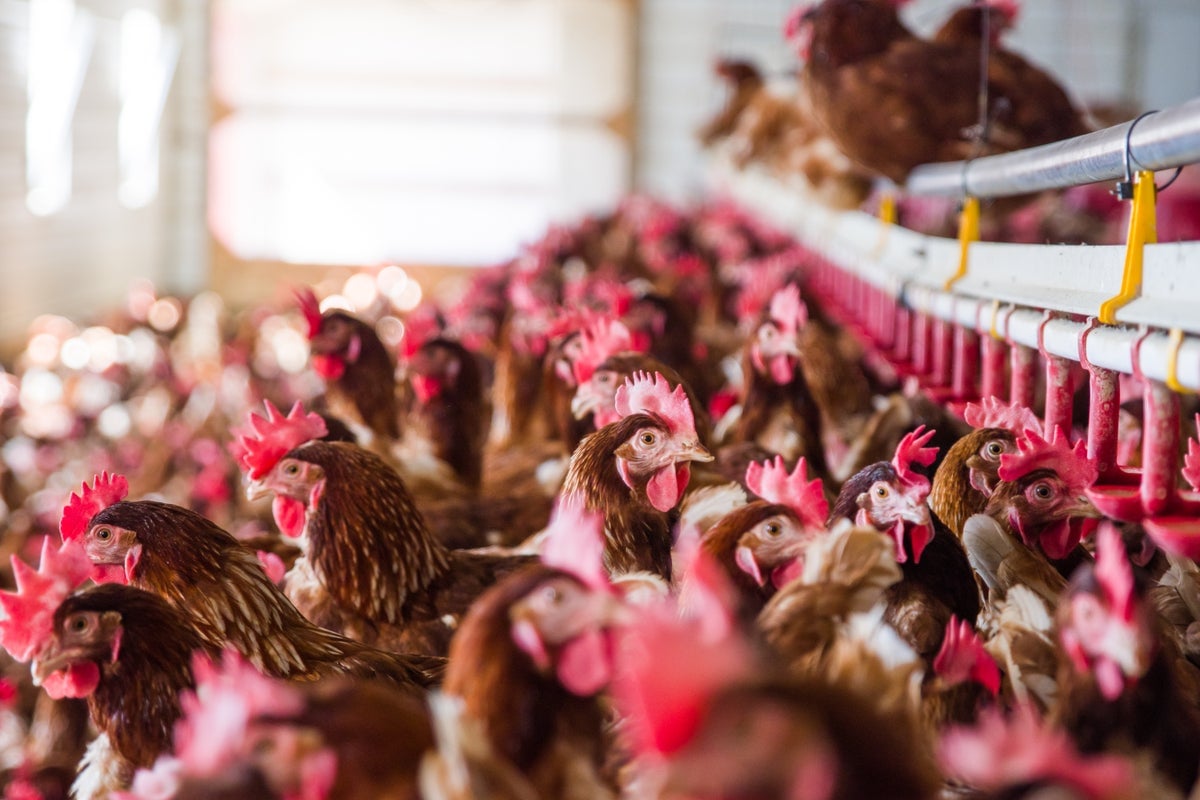 U.S. Has a First Case of Severe Bird Flu, CDC Confirms in H5N1 Update