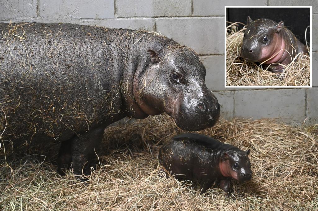 Endangered pygmy hippopotamus born at a Virginia zoo