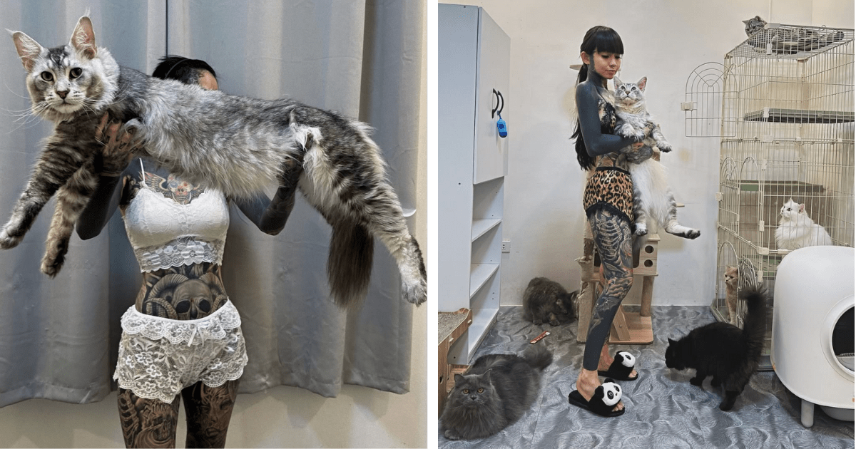 Fearless Fully Tatted Cat Mom Redefines "Crazy Cat Lady" With Her Awwdorably Enormous Maine Coon and Fluffy Feline Family