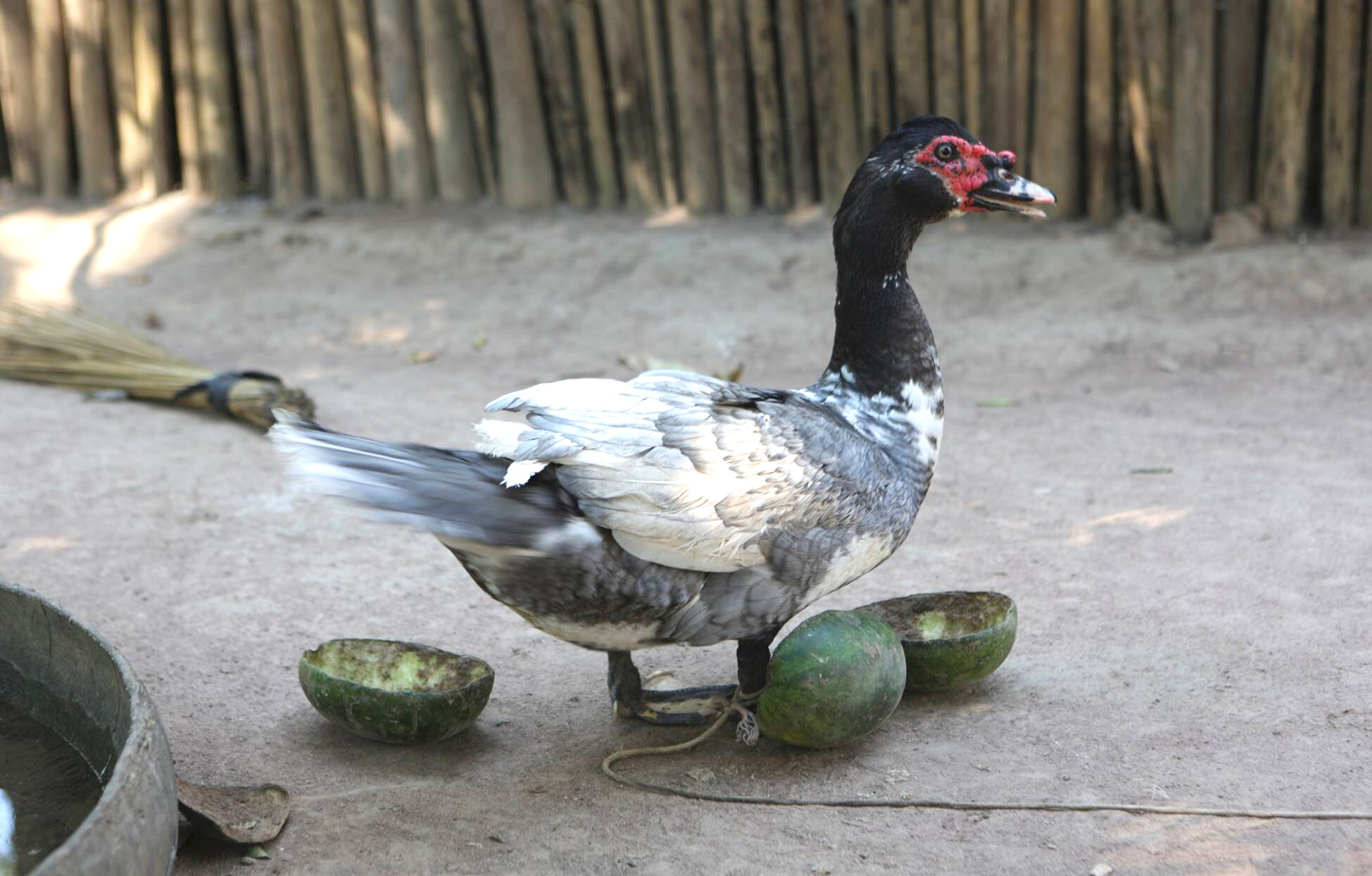 Archaeologists uncover maize's significance to Casarabe people—and their ducks