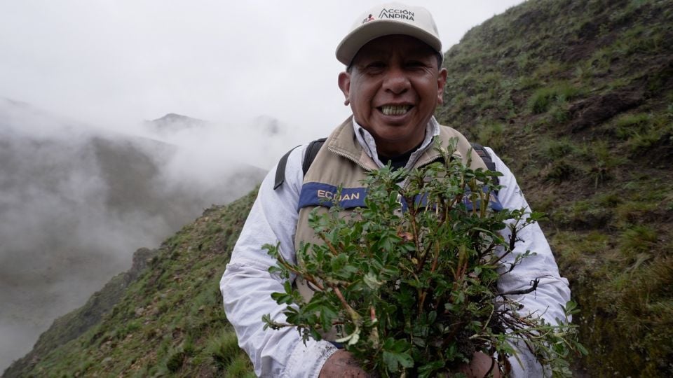 Millions of ‘cloud trees’ are being planted in the Andes