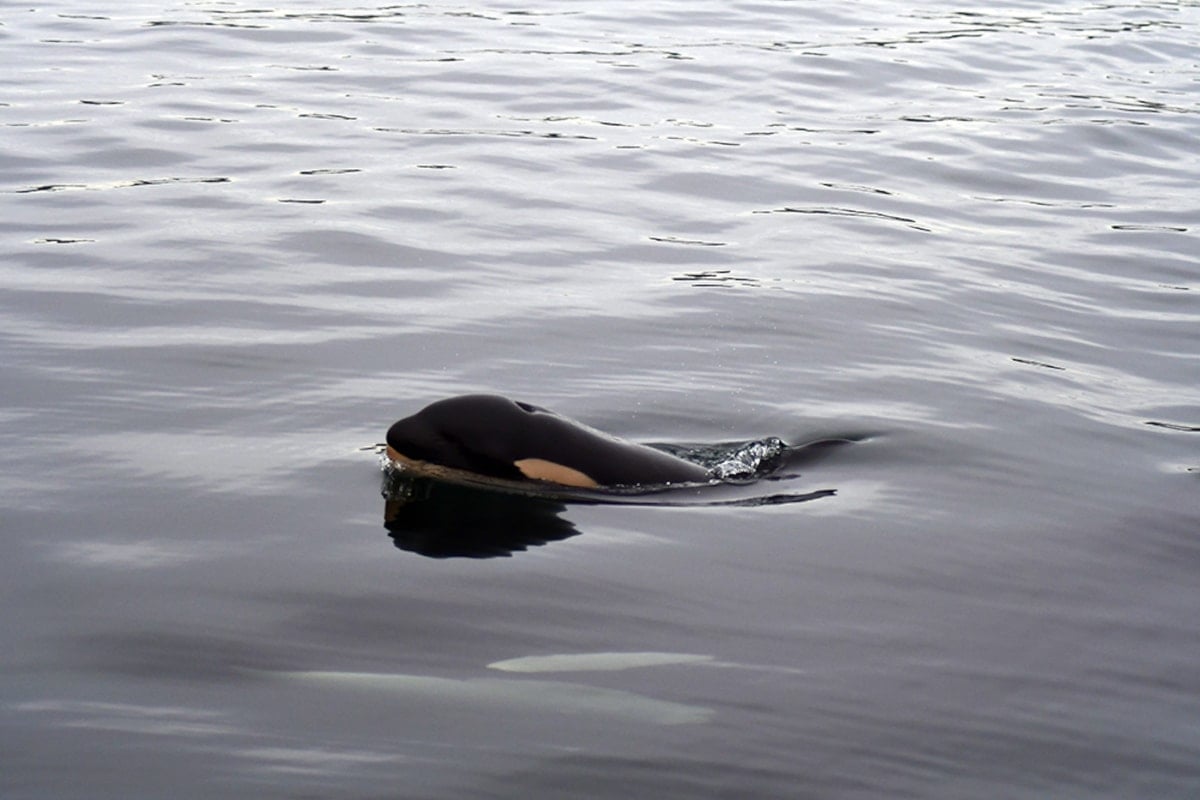 Researchers 'concerned' for health of B.C.'s new southern resident orca calf