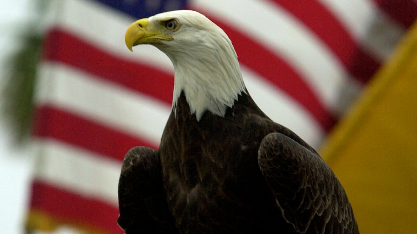 The bald eagle isn't actually America's national bird — but that's poised to change