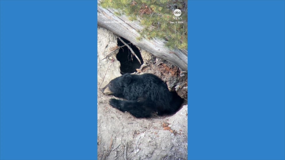 WATCH: Bear prepares for hibernation at Yellowstone