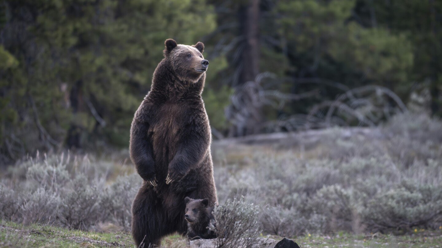 New approach to Rocky Mountain grizzlies sought ahead of the second Trump presidency