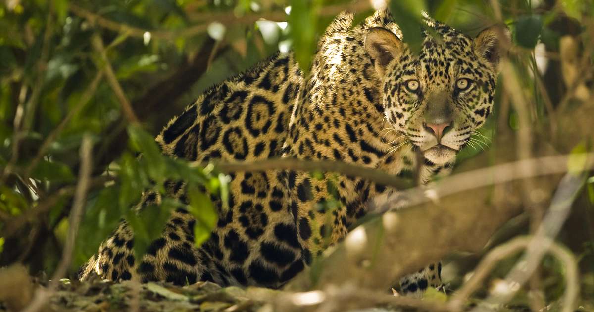 Símbolo de nota e ‘quase ameaçado’ de extinção: conheça o maior felino das Américas