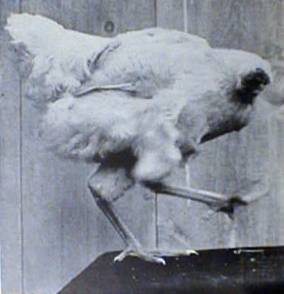 Mike the Headless Chicken