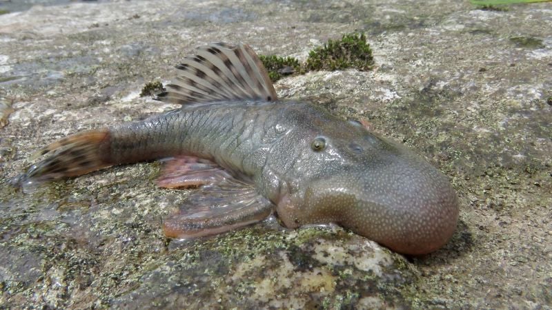 ‘Bizarre’ blob-headed fish and amphibious mouse among 27 new species found in Peru