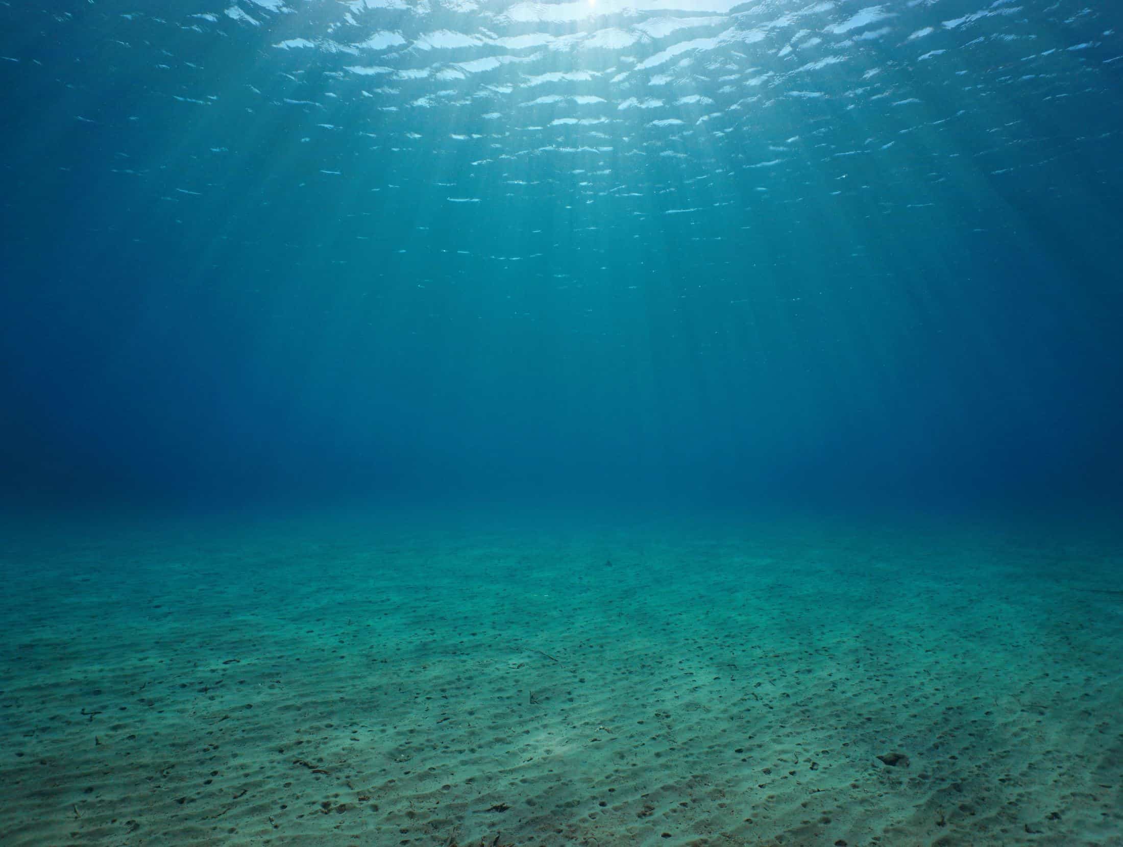 Nova espécie de predador é descoberta nas profundezas do oceano