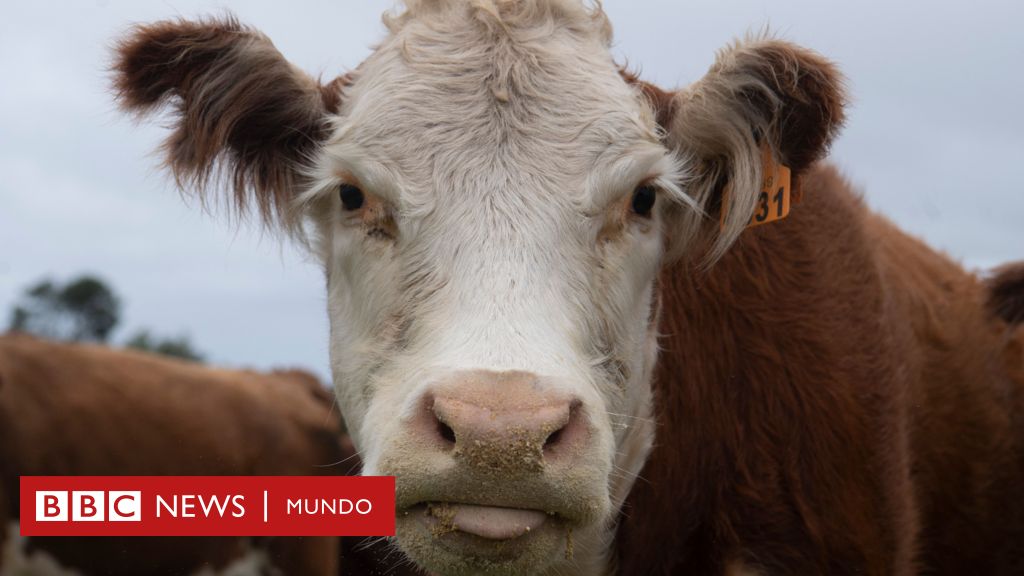 "Oro bovino": el negocio millonario de vender cálculos biliares de vacas de Sudamérica a China