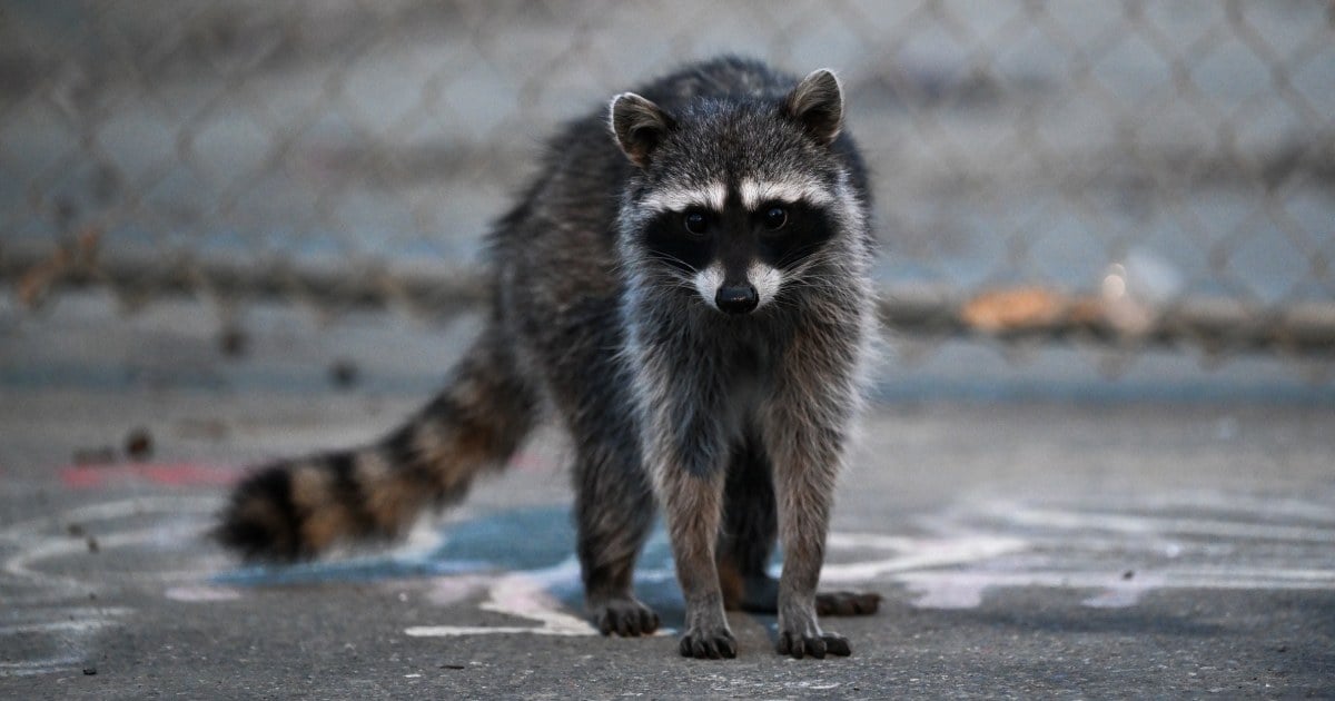 Raccoon attacks infant inside his Idaho home