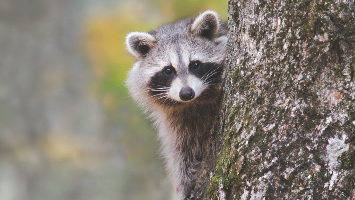 Child injured after raccoon attack inside Idaho home, officials say