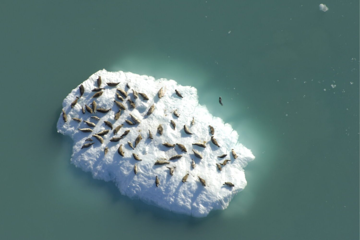 Iceberg Hitchhikers: How Harbor Seals Choose Their Perfect Ride