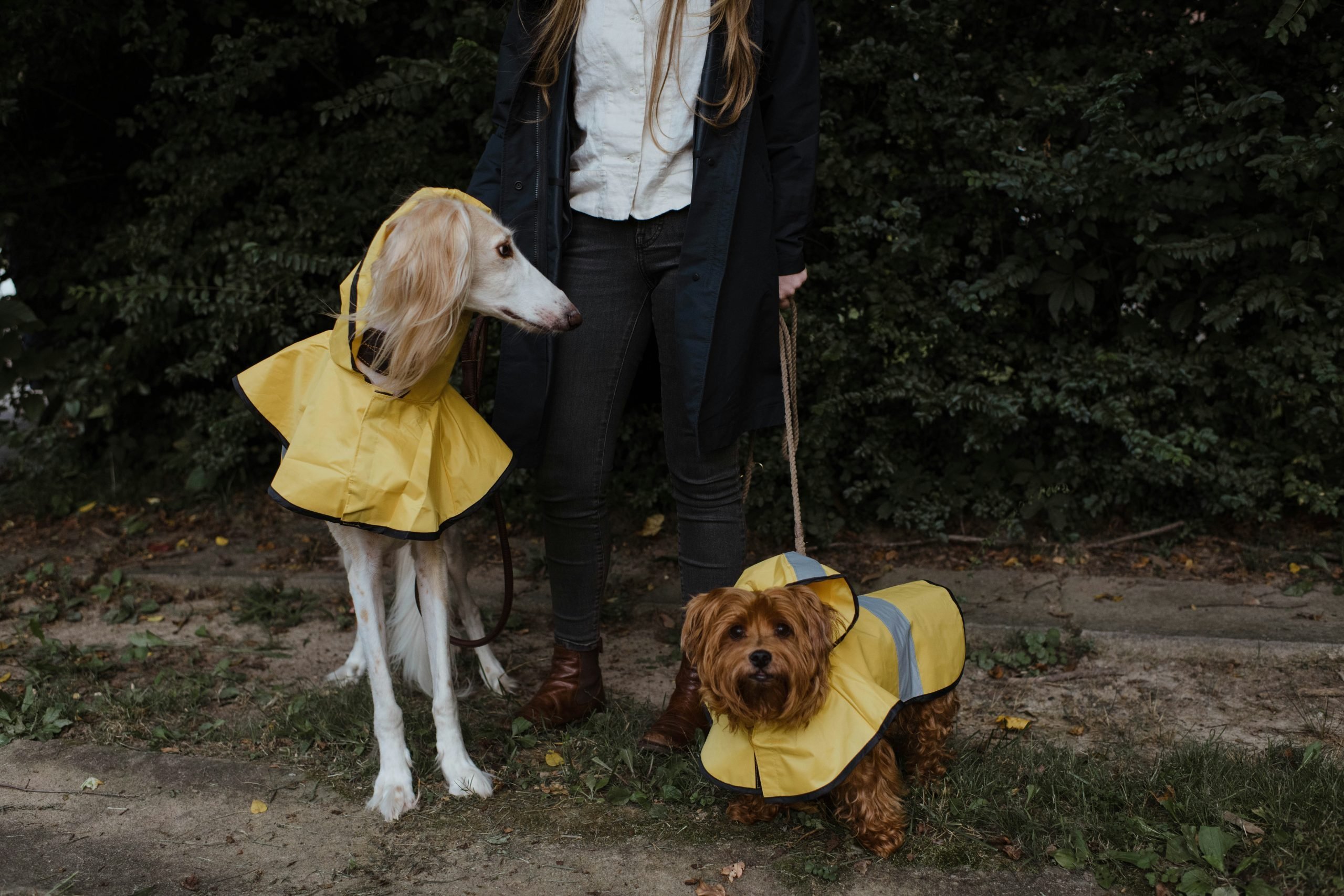 Soy veterinaria y esto es todo lo que debes saber antes de ponerle ropa a tu perro