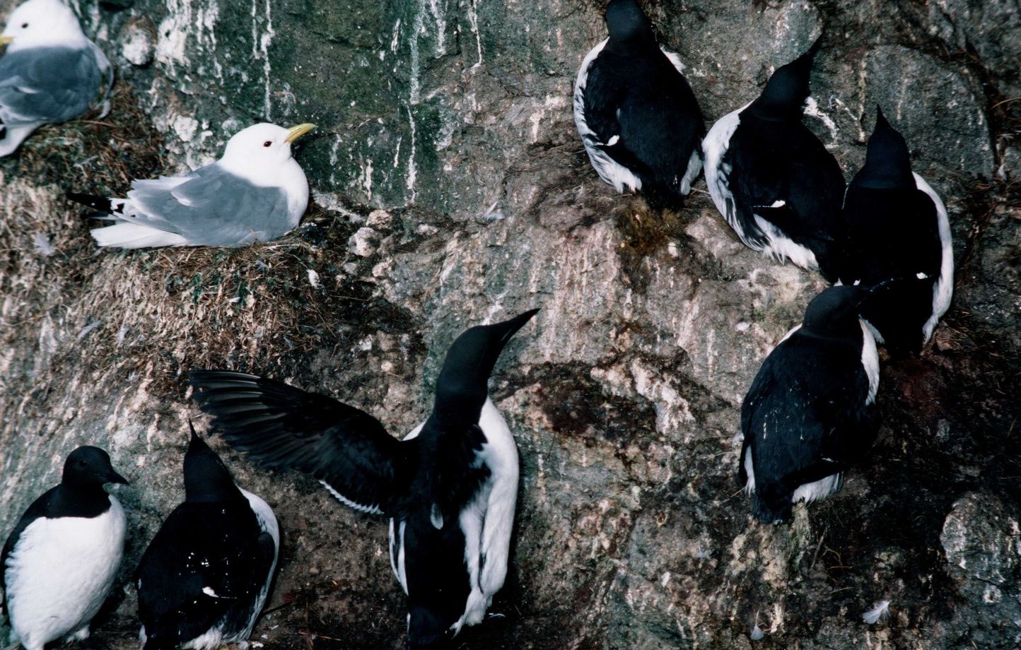 Etats-Unis : Une vague de chaleur maritime a tué des millions d’oiseaux marins en Alaska