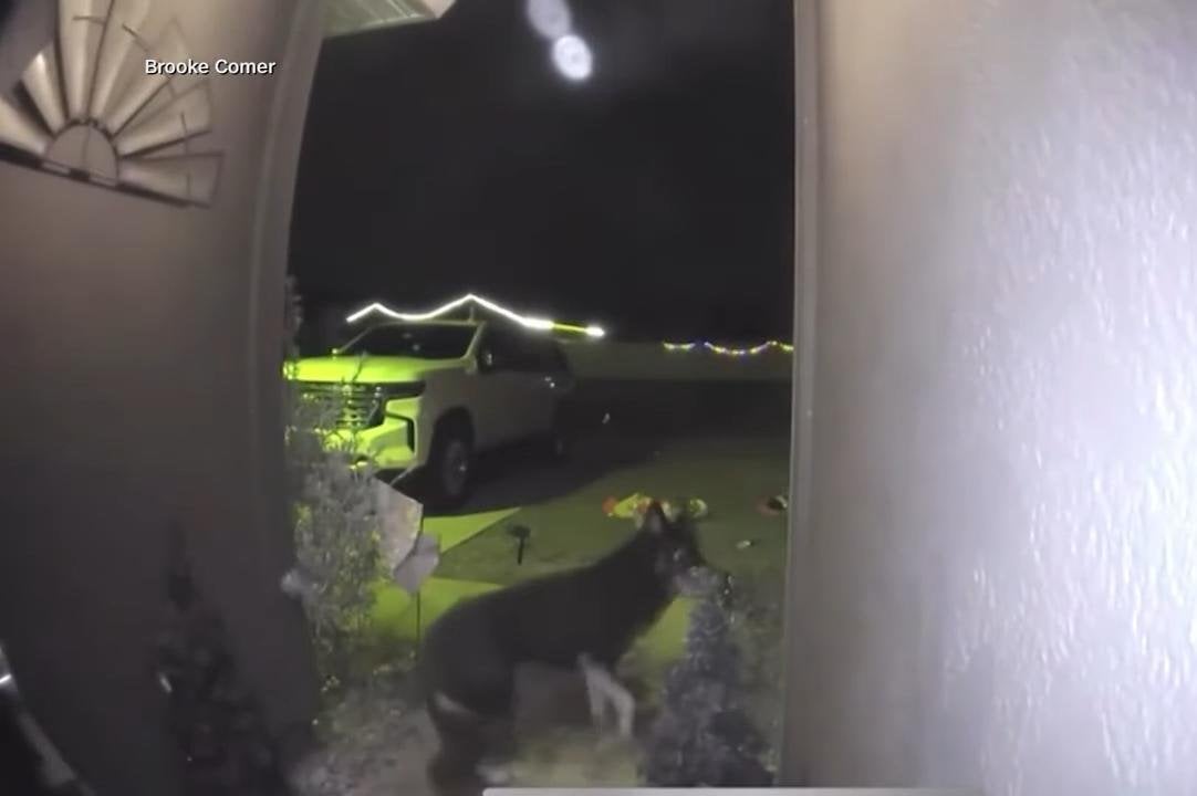 Dog missing for nine days returns home, rings the doorbell