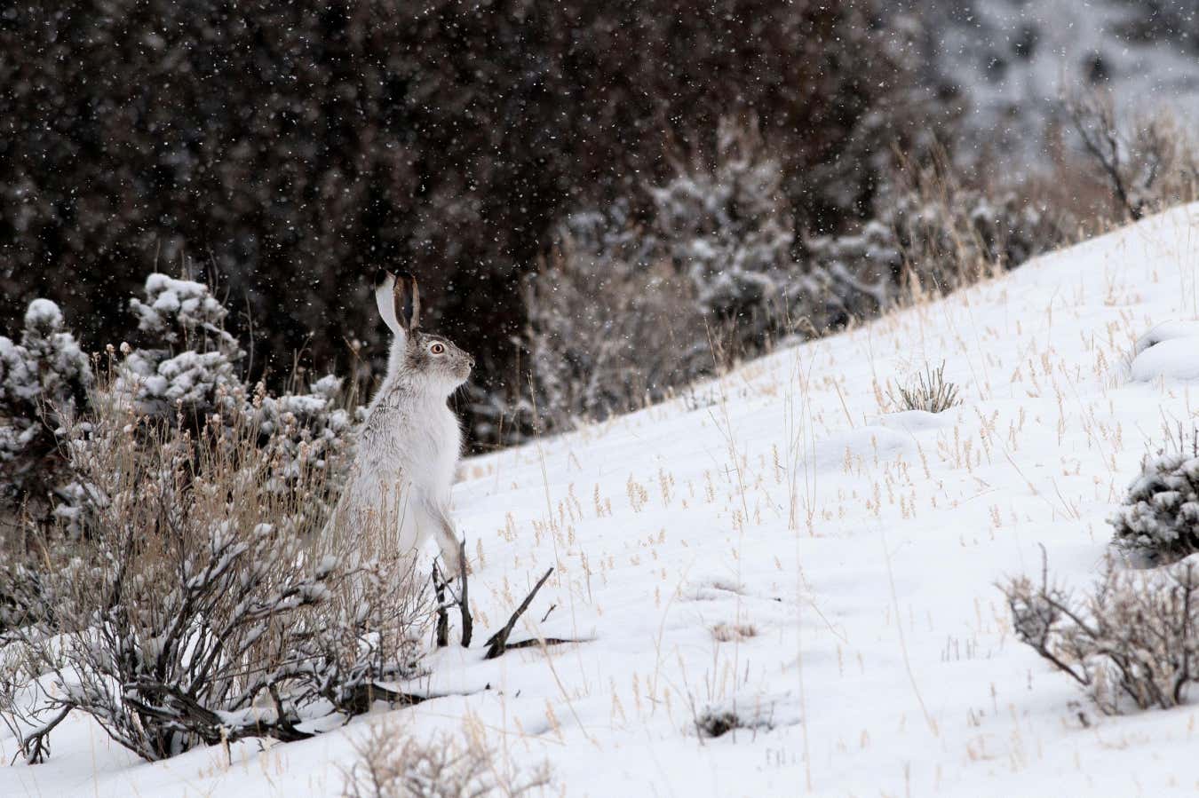 Snow days set to disappear across much of the US