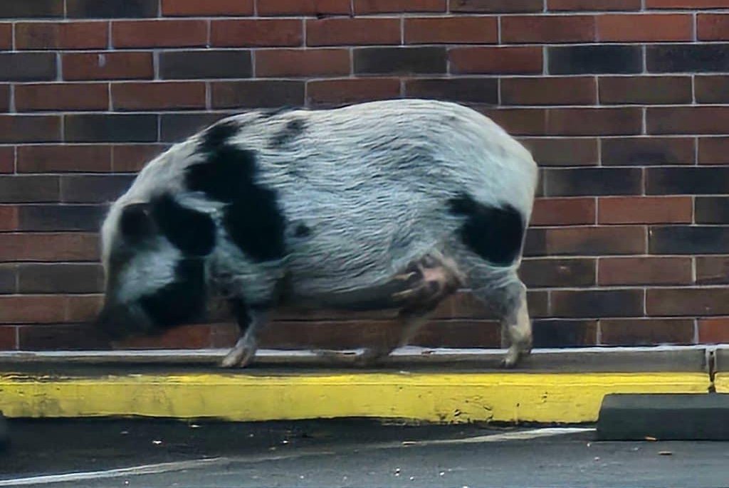 Hold the bacon: loose pig rounded up at Tennessee Wendy's