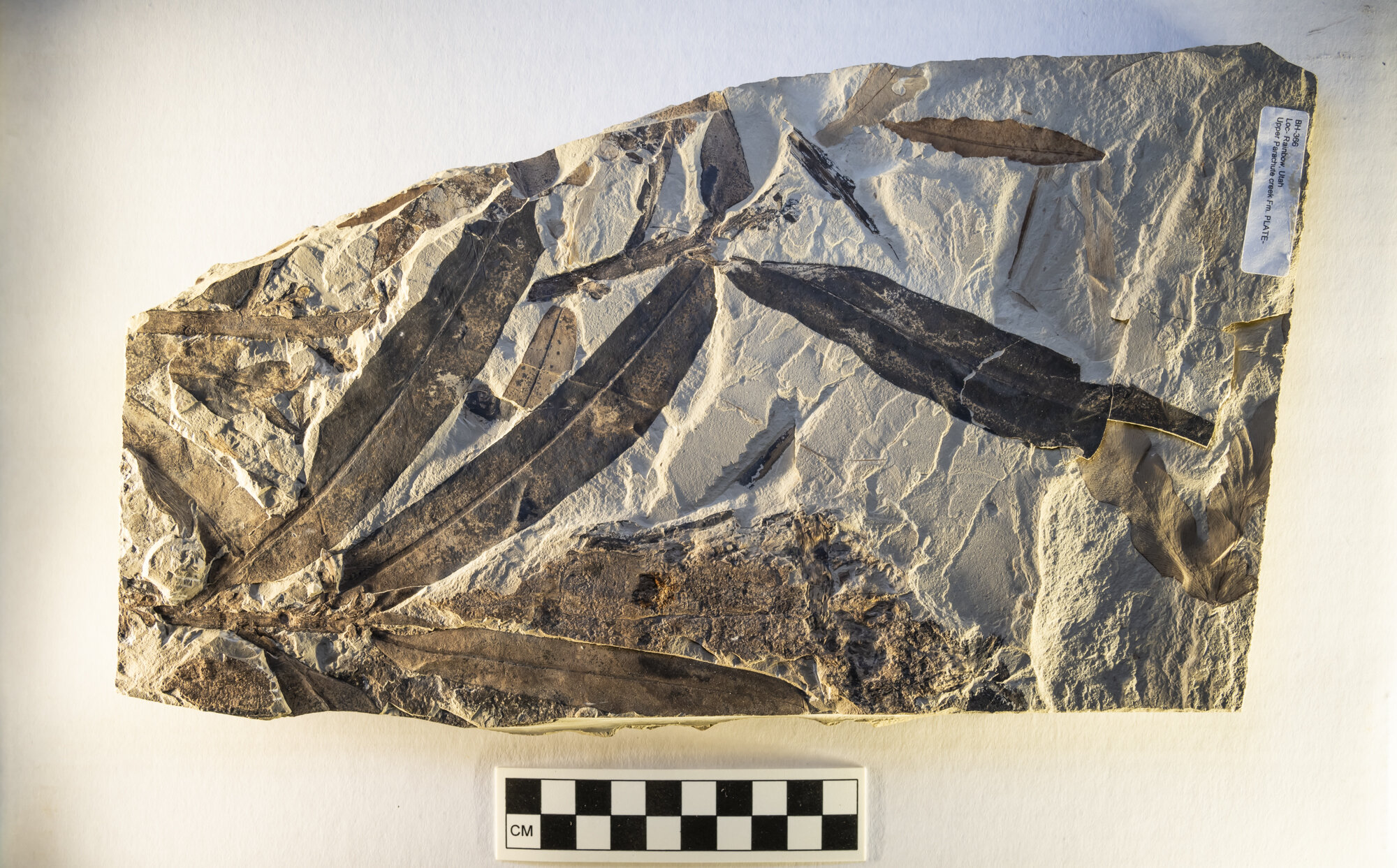 Mysterious plant fossil belongs to a family that no longer exists