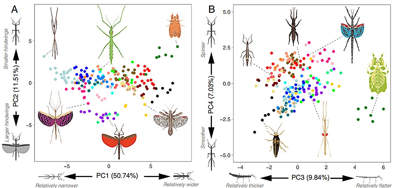 Convergent evolution: stick and leaf insects share 20 body features