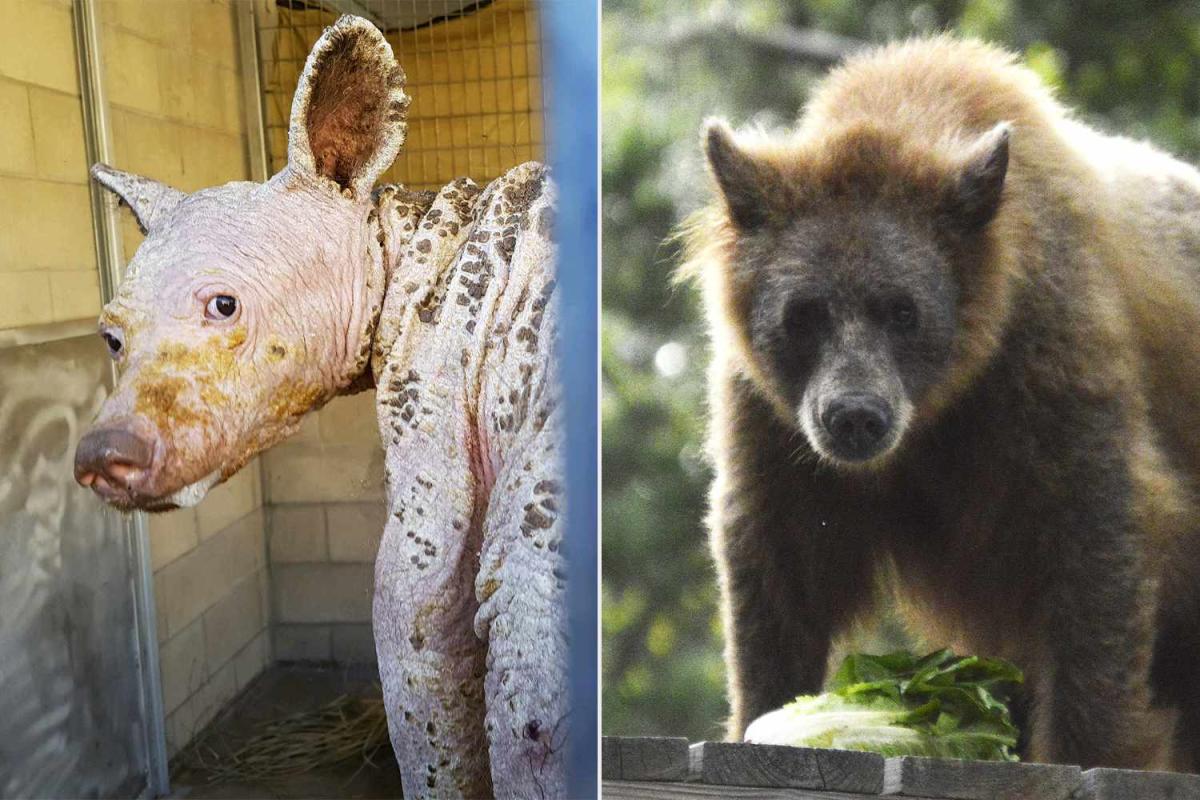 Bald 'Bare Bear' Makes Stunning, Furry Transformation After Her Move to a Texas Sanctuary