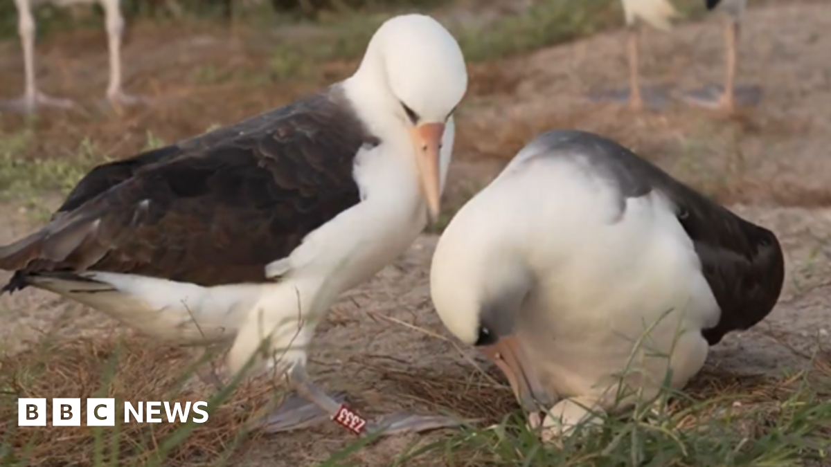 Oldest known wild bird lays egg at 74