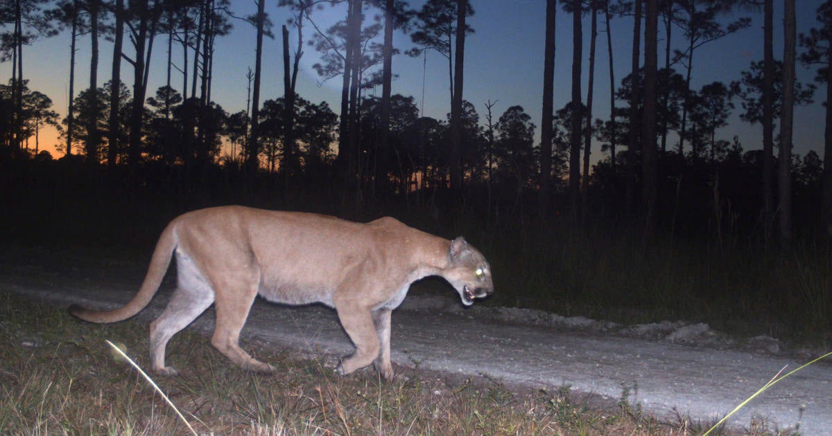 36 endangered Florida panthers killed this year, highest death toll since 2016