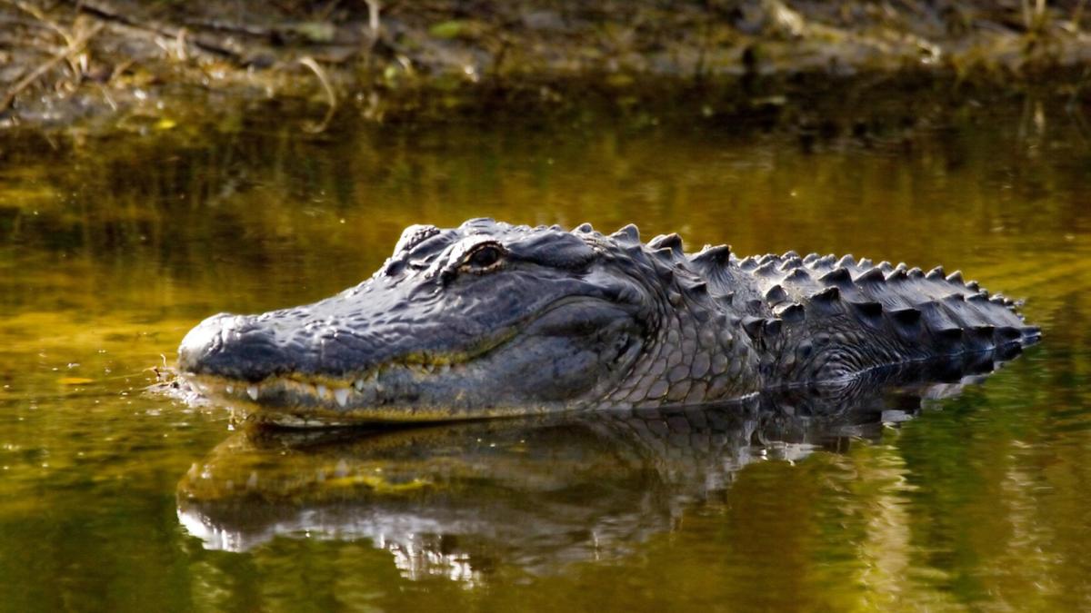 Scientists make troubling discovery while researching alligators in the Florida Everglades: 'We need to get ready'