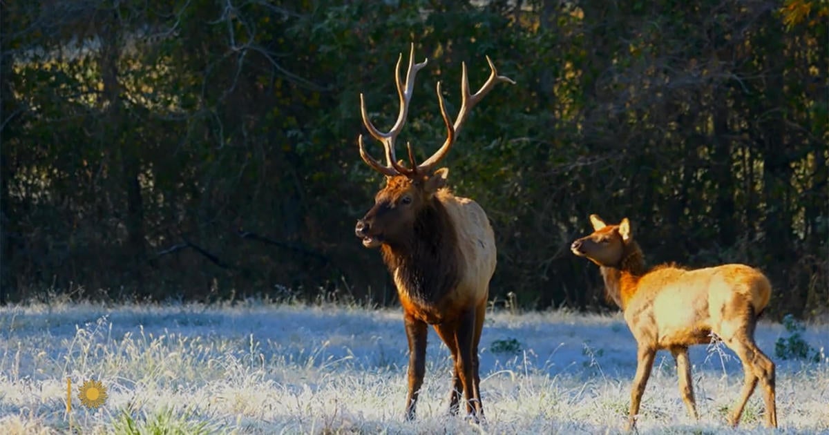 Nature: Elk in the Ozarks