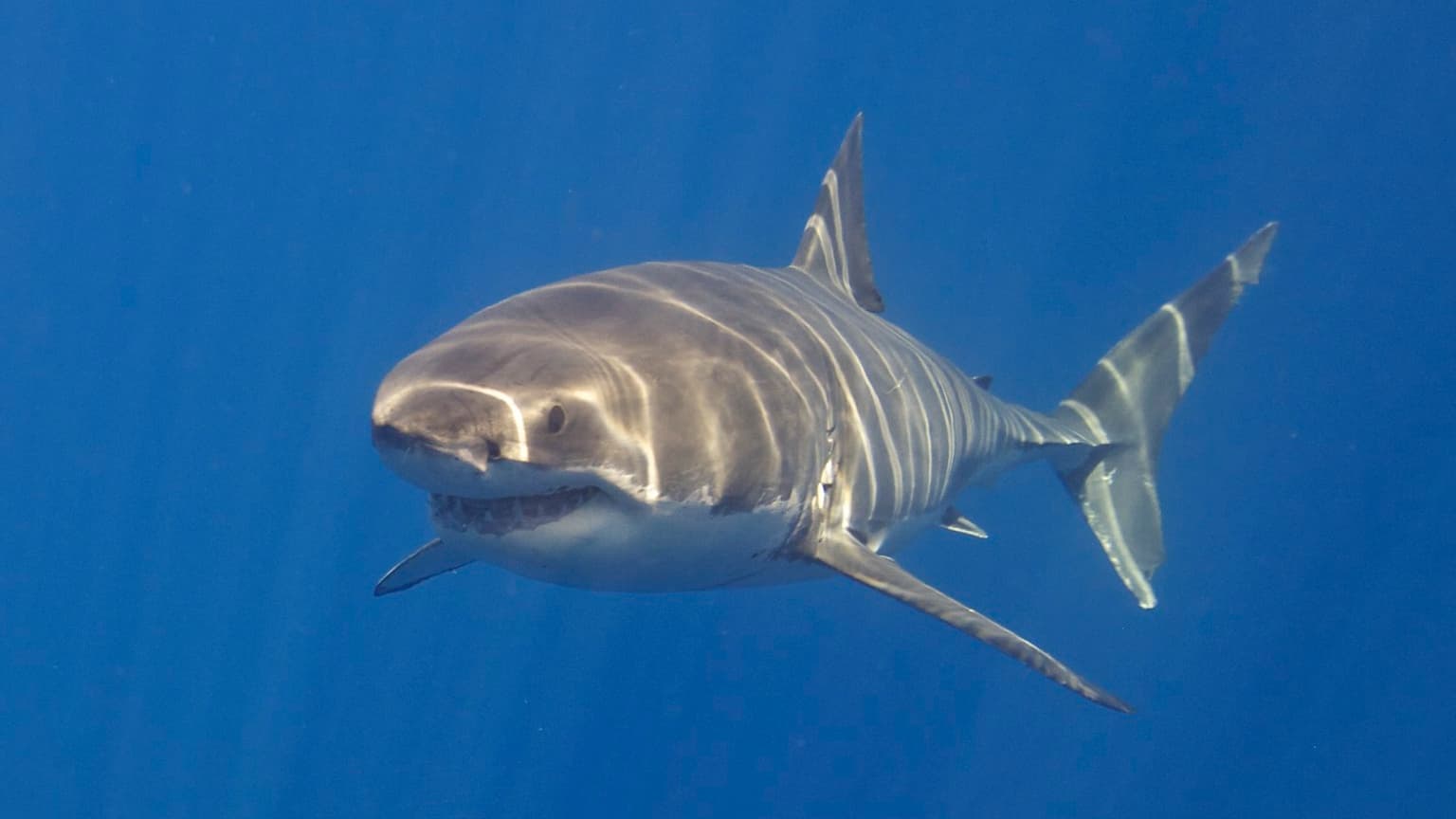 "Complètement indolore": une ado américaine raconte la perte de sa jambe dans une attaque de requins