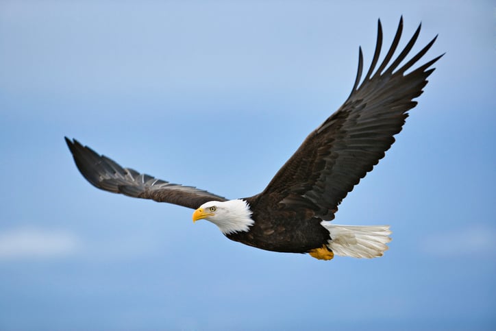 Bald eagle numbers increased across Ohio in 2024