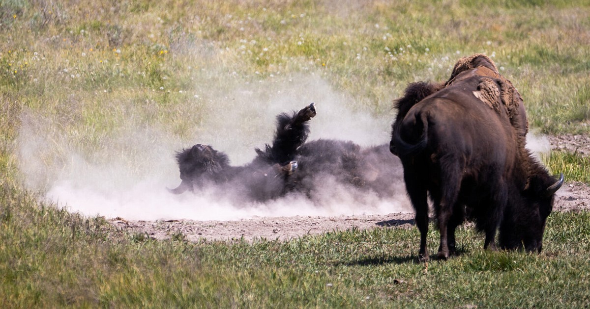 Gianforte, Montana sue Yellowstone National Park over its bison management plan