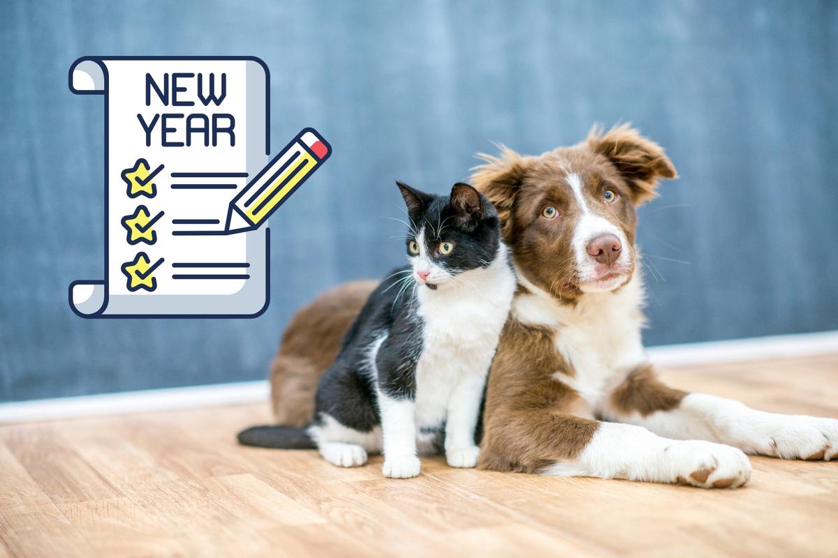 Minnesota Top-Dog for Owners Making Resolutions for Their Pets