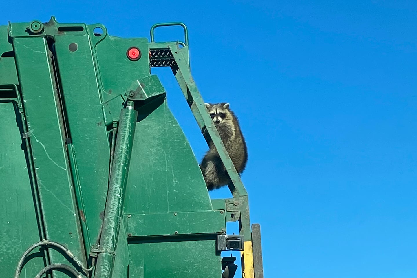 Should some pet squirrels and raccoons be allowed in N.H.?