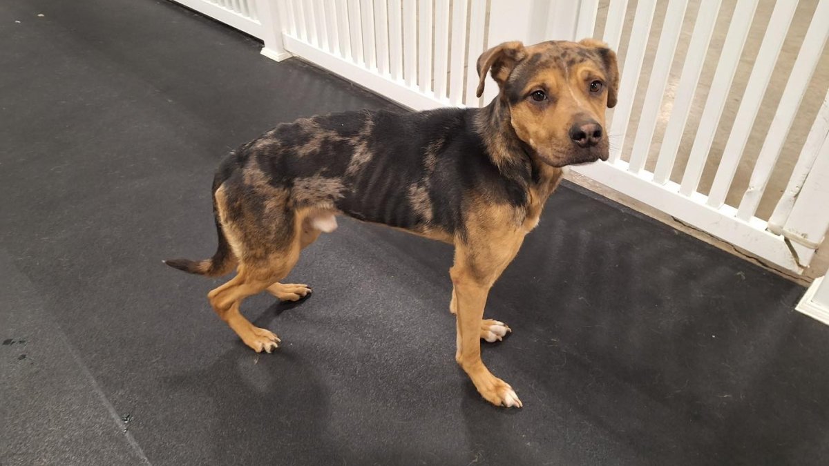 Emaciated dog found abandoned in Mass. park