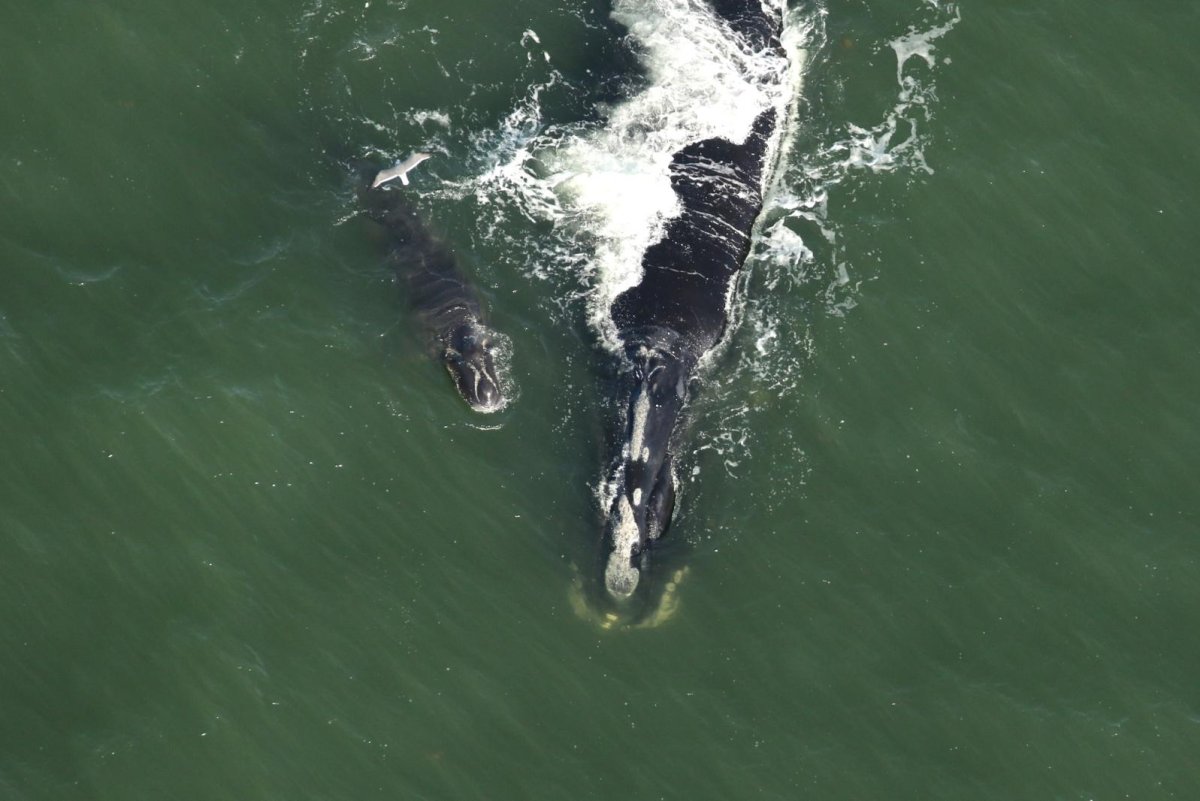 Newborn right whale calves make rare visit to Florida coast