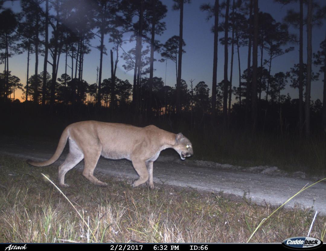 It Was a Tough Year for Florida's Panthers