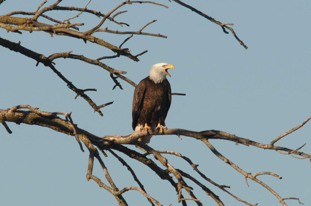 Want to spot a bald eagle? Will and DuPage counties offer lots of places to view them