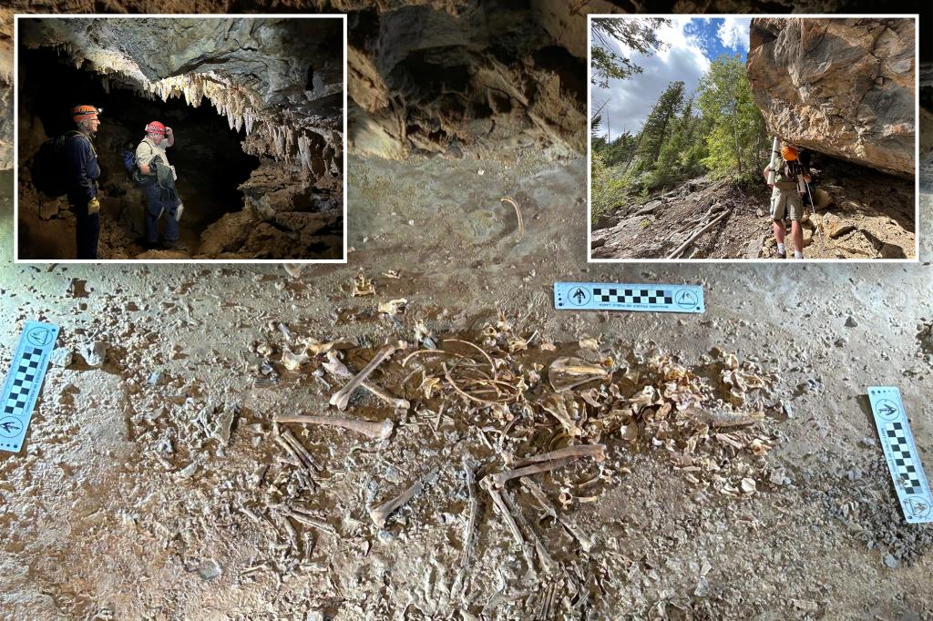 Skeleton of 26,000-year-old red fox unearthed in Utah cave