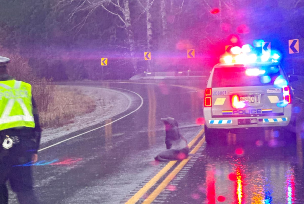 Lost sea lion stuns commuters as it waddled along Vancouver Island highway