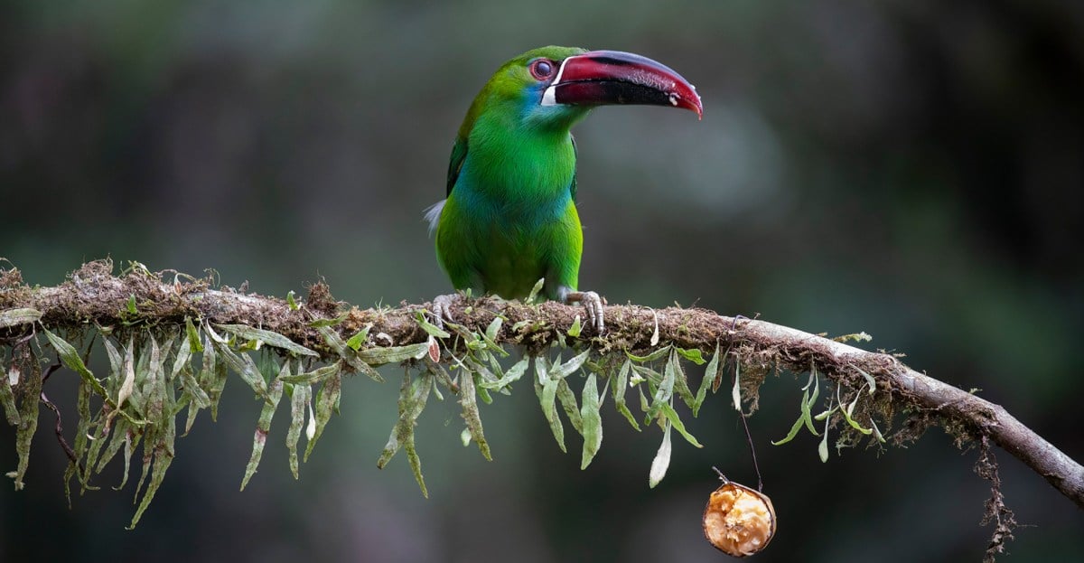 Why thousands of people are traveling to one country to see these birds