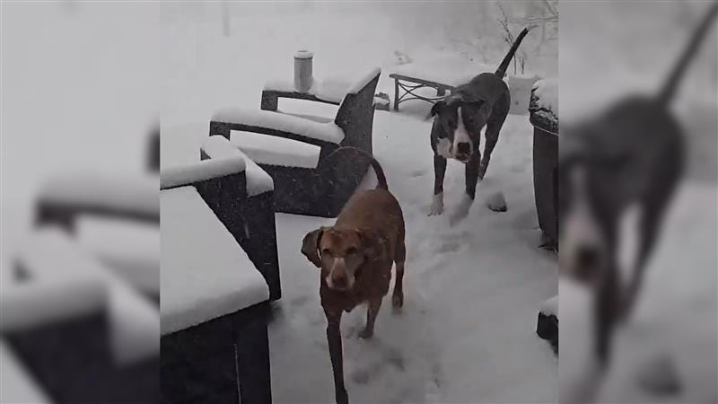 'Changed our minds': Video shows 2 dogs head straight back inside amid whiteout snow