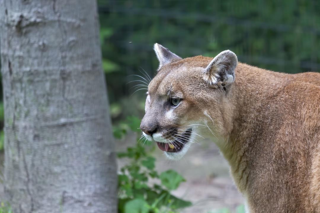 Uncle of Brothers Attacked by Mountain Lion Speaks Out