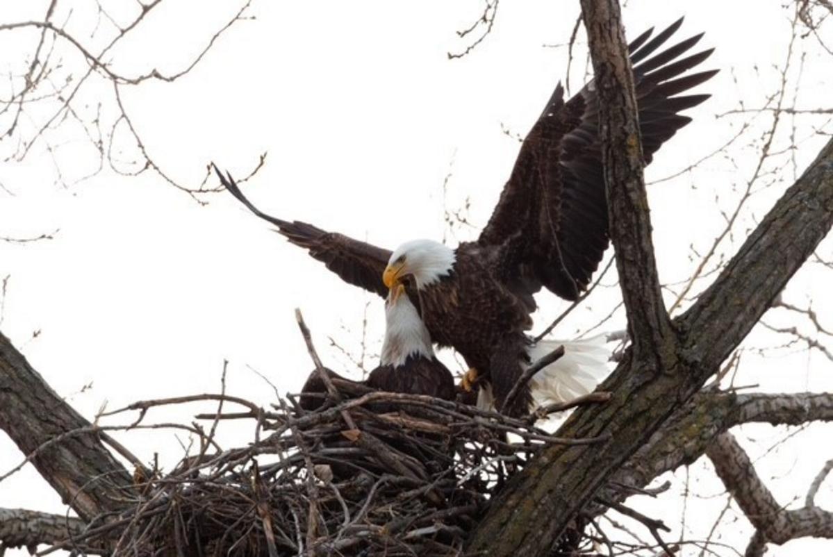 Minnesota DNR EagleCam Delivers a Surprise