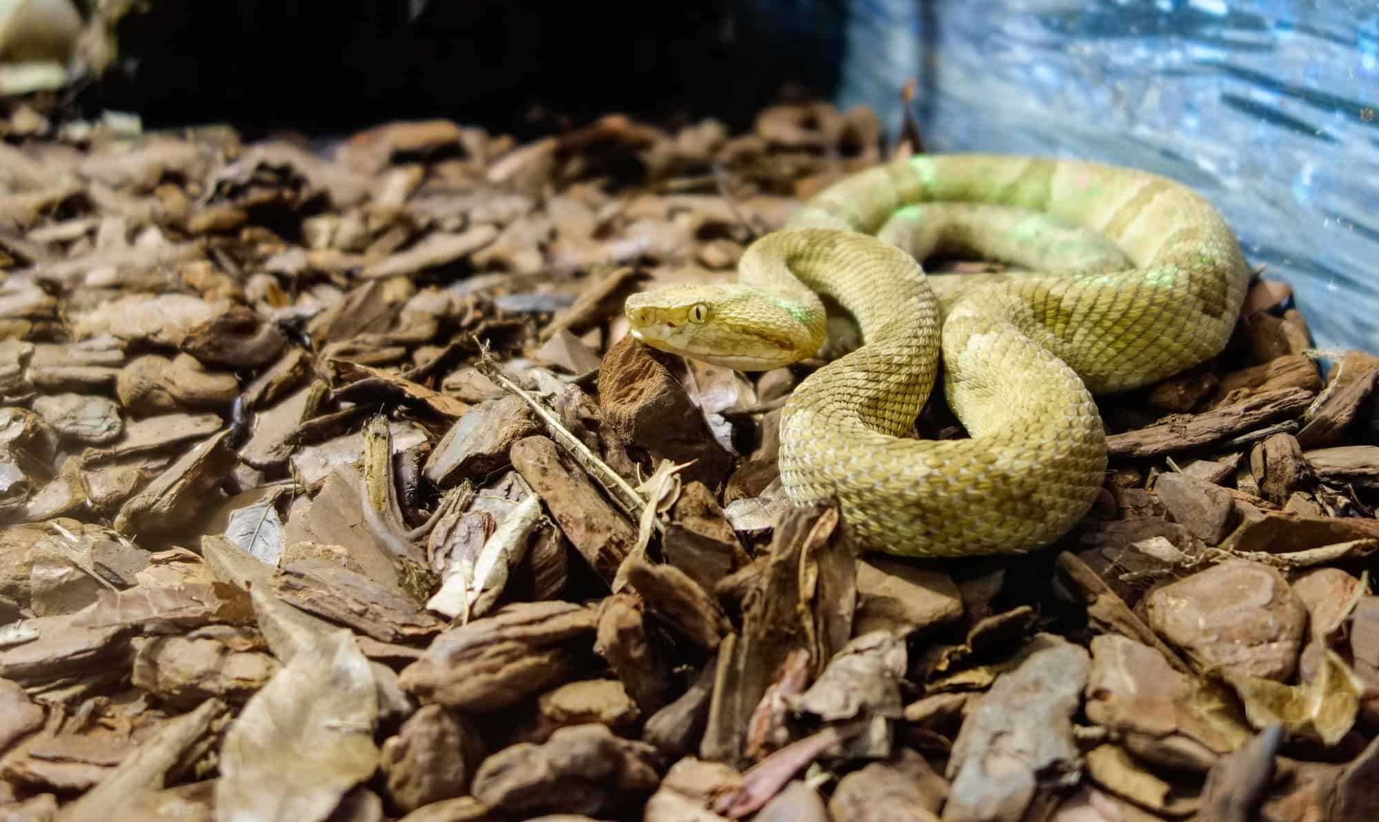 Mais perigosa do mundo? Conheça a ilha das Cobras