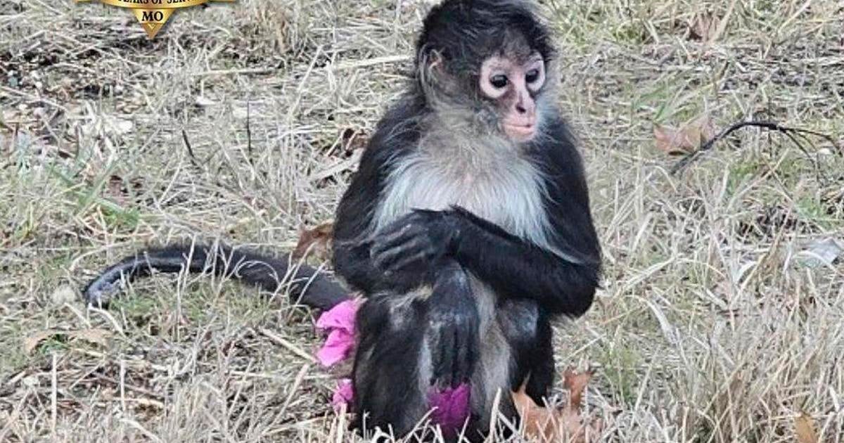 Deputies in Missouri responding to "bananas situation" find monkey in a pink tutu